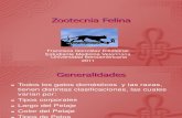 Zootecnia Felina