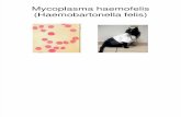 Mycoplasma haemofelis CURSADA
