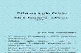 aula 6 Diferenciação  mesoderma