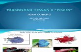 Taksonomi Hewan II Pisces. Alfian Firdaus