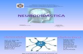 La Neurodidactica