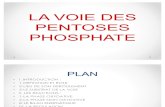 La Voie Des Pentoses Phosphate