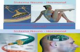 Sistema Neuro - Hormonal - II