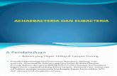 Achaebacteria Dan Eubacteria