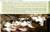 Guía del Husky Siberiano