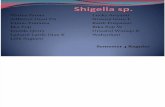 Shigella sp
