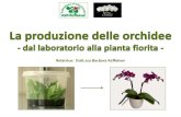 Orchid Een Produktion It