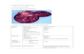 Patologia veterinaria: Cuestionario de Cardiovascular