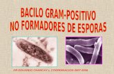 Bacilos No Esporulados b.k.-difterico