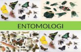 materi entomologi