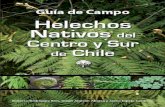 Helechos Nativos Centro Sur Chile