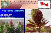 Cultivos Andinos Clase 12 Quinua