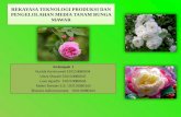 Presentasi No_5_2_Rekayasa Teknologi Produksi Dan Pengelolahan Media Tanam Bunga Mawar