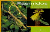 Fásmidos Insectos palo e insectos hoja (LEER ctrl+L)