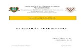 Manual de prácticas de Patología Veterinaria