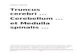 Truncus Cerebri, Cerebellum, Medulla Spinalis