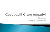 Cocobacili Gram Negativi
