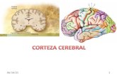 23 Corteza Cerebral