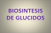 Biosintesis de Glucidos