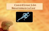 Coordinación Neuromuscular