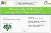 Classificação Botânica sa seringueira (Hevea brasiliensis)