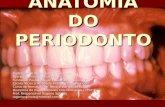 _anatomia Do Periodonto