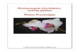 Phalaenopsis Orchideen richtig giessen ebook