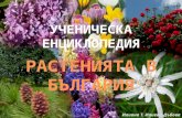 Ученическа енциклопедия Растенията в България: Дъб