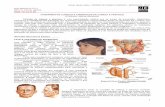 Semiologia 17   cirurgia de cabeça e pescoço - fundamentos pdf