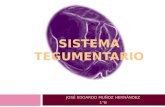 Embriología del Sistema Tegumentario