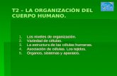 La organización del cuerpo humano