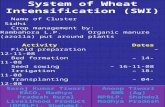 1028 System of Wheat Intensification (SWI)
