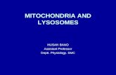 11.11(dr. husun bano) mitochondria lysosomes &peroxisomes