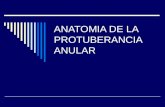 4.Anatomia De La Protuberancia Anular