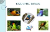 Endemic birds (1)