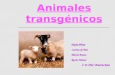 Animales transgénicos