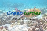 315 green sea turtles