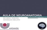 Uma visão geral da neuroanatomia
