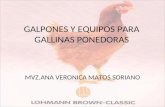 Galpones y equipos para gallinas ponedoras