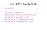 Aula sistema urinário