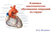 Клиническая анатомия сердца