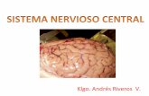Neuroanatomia general
