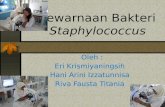 Pewarnaan bakteri staphylococcus