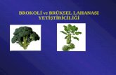 Brokoli ve Brüksel Lahanası Yetiştiriciliği