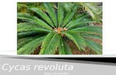 Flrora - Cycas Revoluta