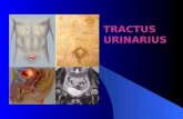 anatomi sistema urinaria