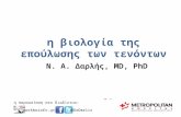 Biology of the healing tendon (in greek)