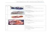 Catalogue sandale imada2012x