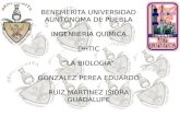 Biologia lup