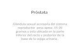 Hiperplasia Prostática Benigna y Cáncer de Próstata